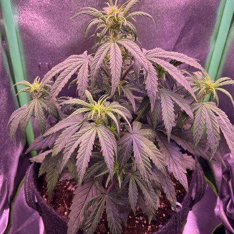 Forbidden Cherry Auto growlog timeline photo