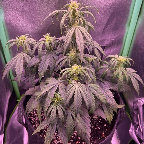 Forbidden Cherry Auto growlog timeline photo