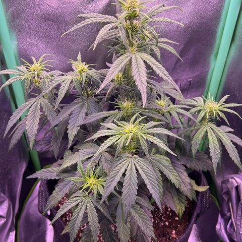 Forbidden Cherry Auto growlog timeline photo