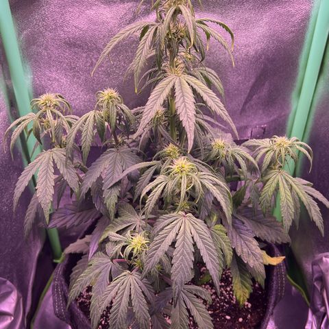 Forbidden Cherry Auto growlog timeline photo