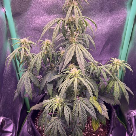 Forbidden Cherry Auto growlog timeline photo