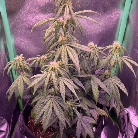 Forbidden Cherry Auto growlog timeline photo