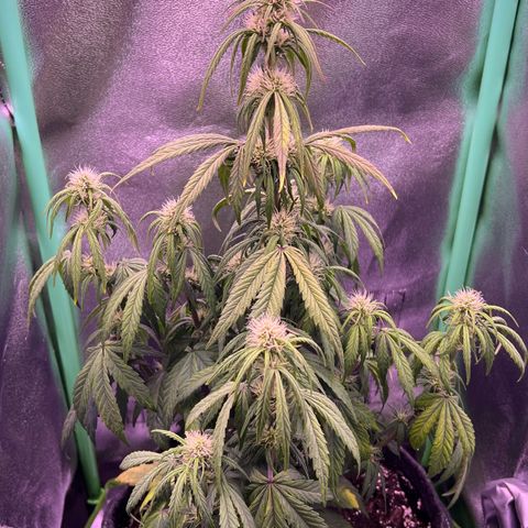 Forbidden Cherry Auto growlog timeline photo