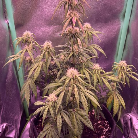 Forbidden Cherry Auto growlog timeline photo