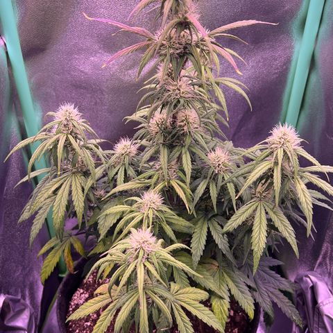 Forbidden Cherry Auto growlog timeline photo