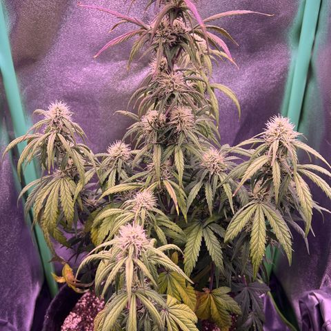 Forbidden Cherry Auto growlog timeline photo