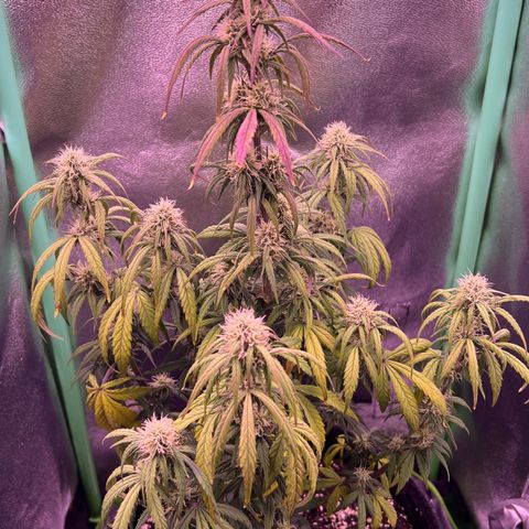 Forbidden Cherry Auto growlog timeline photo