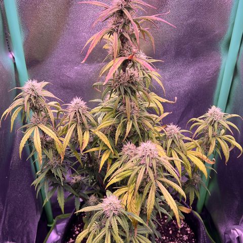 Forbidden Cherry Auto growlog timeline photo