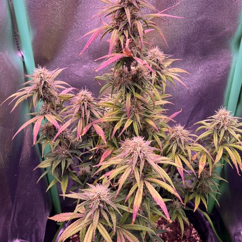 Forbidden Cherry Auto growlog timeline photo