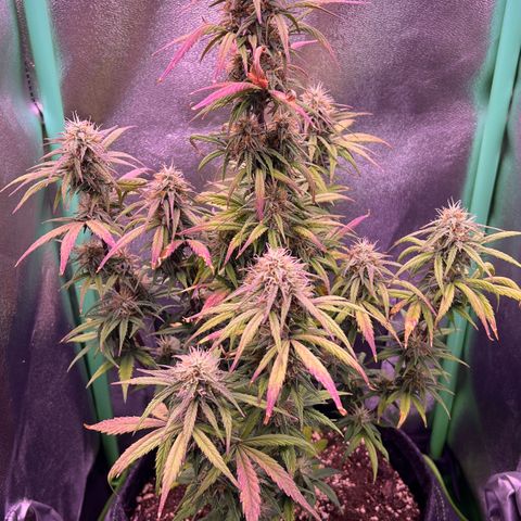 Forbidden Cherry Auto growlog timeline photo