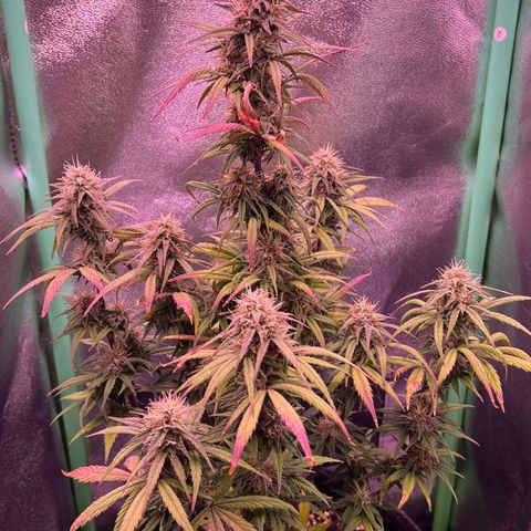 Forbidden Cherry Auto growlog timeline photo