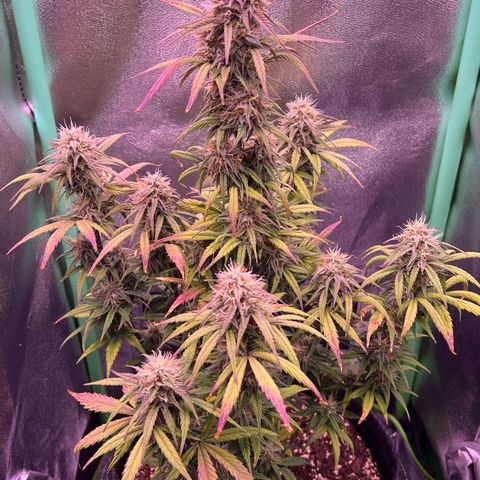 Forbidden Cherry Auto growlog timeline photo