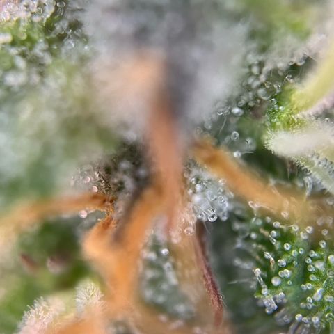 Forbidden Cherry Auto growlog timeline photo