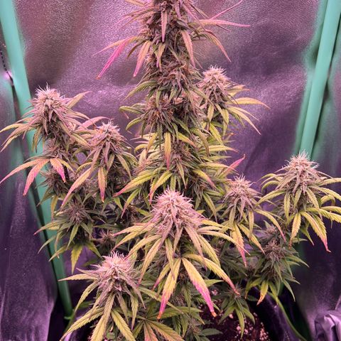 Forbidden Cherry Auto growlog timeline photo