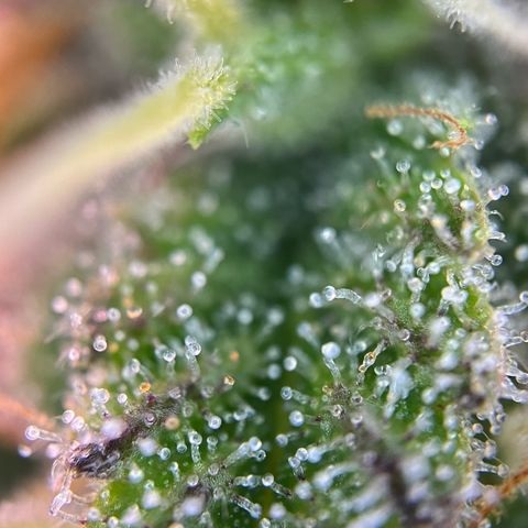 Forbidden Cherry Auto growlog timeline photo