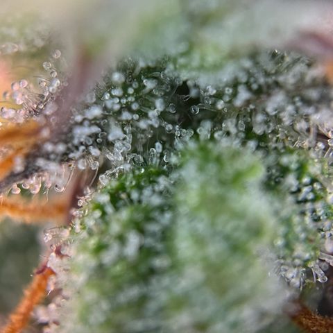 Forbidden Cherry Auto growlog timeline photo