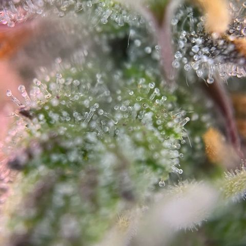 Forbidden Cherry Auto growlog timeline photo