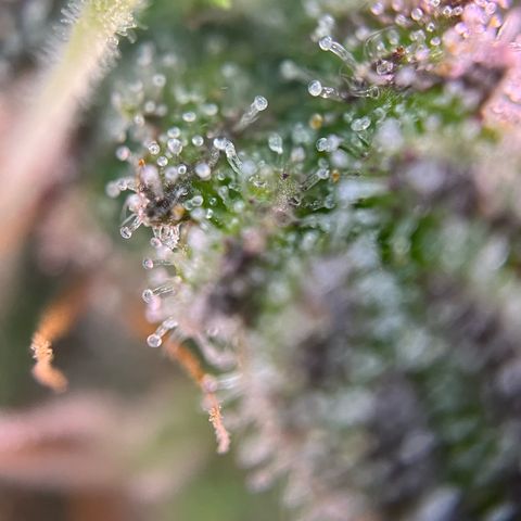 Forbidden Cherry Auto growlog timeline photo