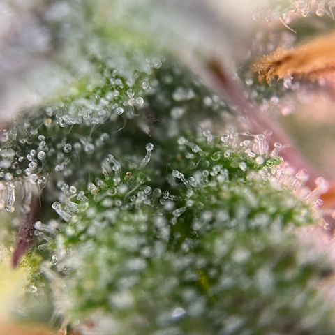 Forbidden Cherry Auto growlog timeline photo