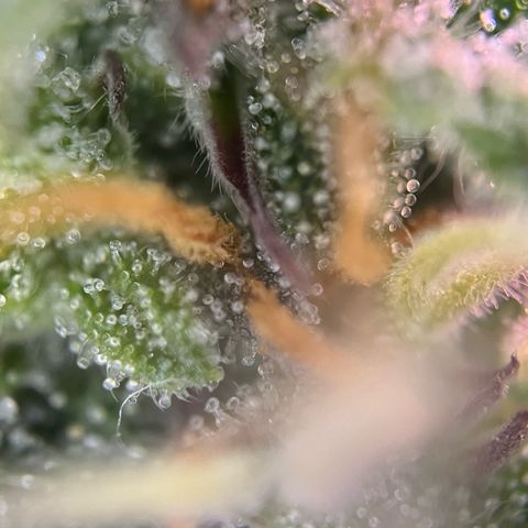 Forbidden Cherry Auto growlog timeline photo