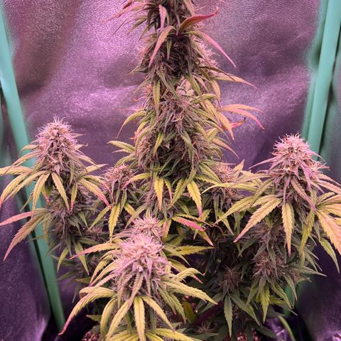Forbidden Cherry Auto growlog timeline photo