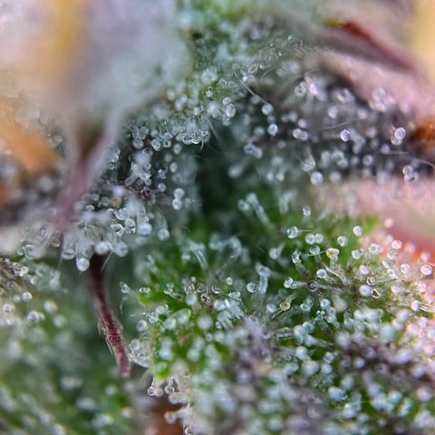 Forbidden Cherry Auto growlog timeline photo