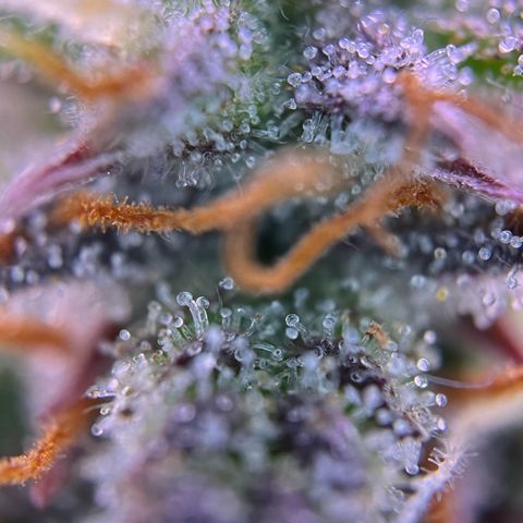 Forbidden Cherry Auto growlog timeline photo