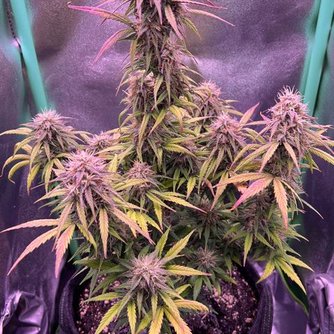Forbidden Cherry Auto growlog timeline photo