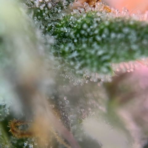 Forbidden Cherry Auto growlog timeline photo