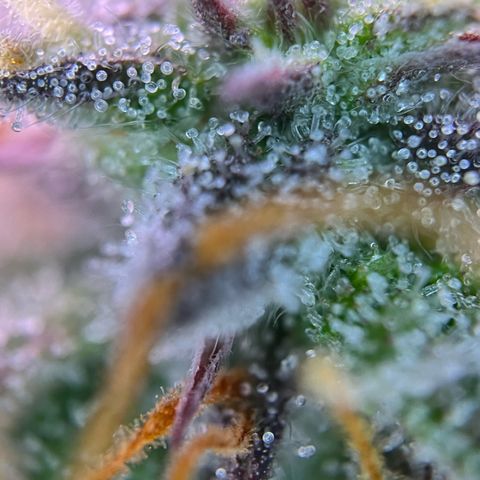 Forbidden Cherry Auto growlog timeline photo