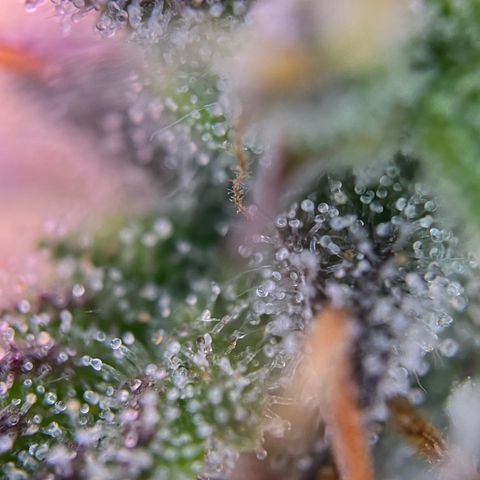 Forbidden Cherry Auto growlog timeline photo