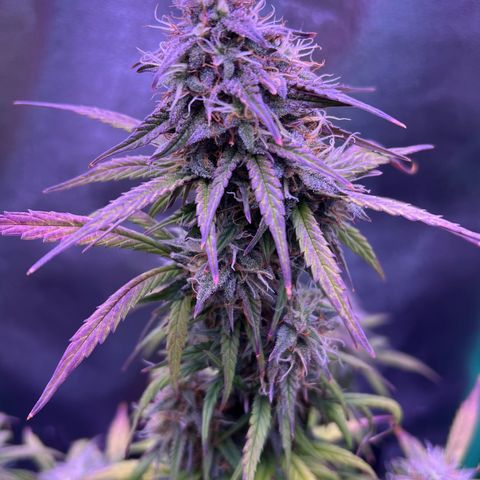 Forbidden Cherry Auto growlog timeline photo