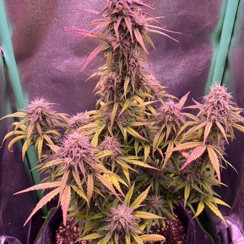 Forbidden Cherry Auto growlog timeline photo