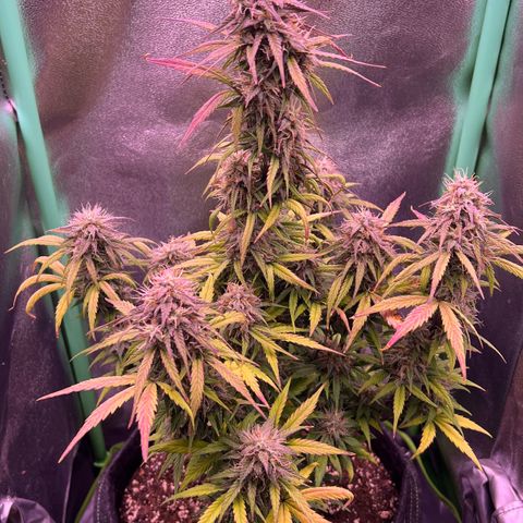 Forbidden Cherry Auto growlog timeline photo
