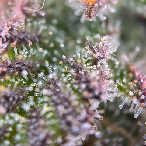 Forbidden Cherry Auto growlog timeline photo