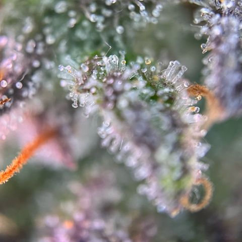 Forbidden Cherry Auto growlog timeline photo