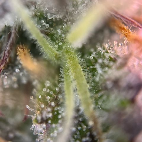 Forbidden Cherry Auto growlog timeline photo