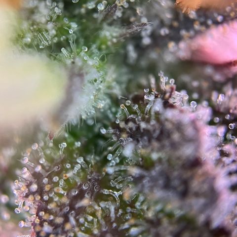 Forbidden Cherry Auto growlog timeline photo