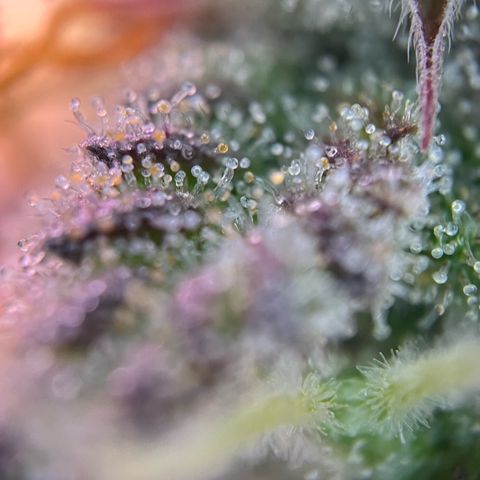 Forbidden Cherry Auto growlog timeline photo
