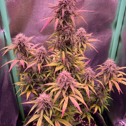 Forbidden Cherry Auto growlog timeline photo