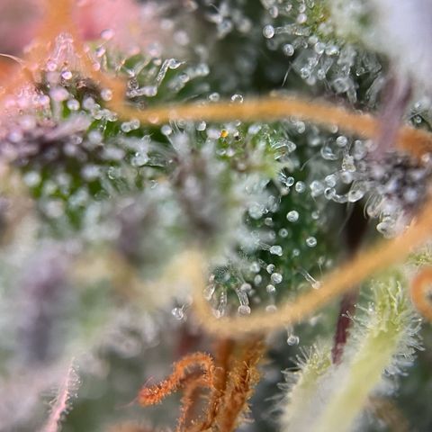 Forbidden Cherry Auto growlog timeline photo
