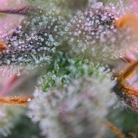 Forbidden Cherry Auto growlog timeline photo