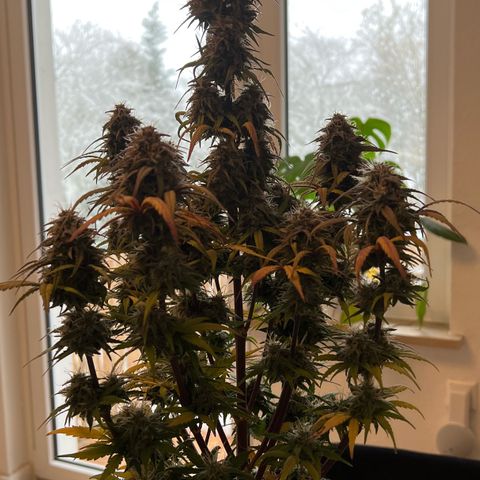 Forbidden Cherry Auto growlog timeline photo