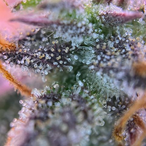 Forbidden Cherry Auto growlog timeline photo