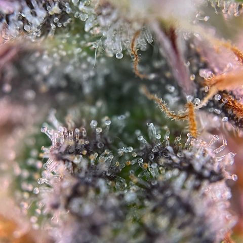 Forbidden Cherry Auto growlog timeline photo