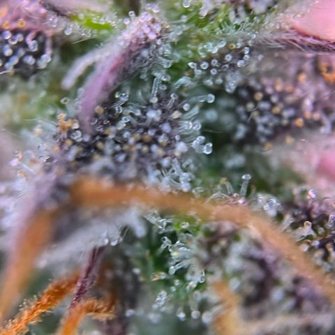 Forbidden Cherry Auto growlog timeline photo