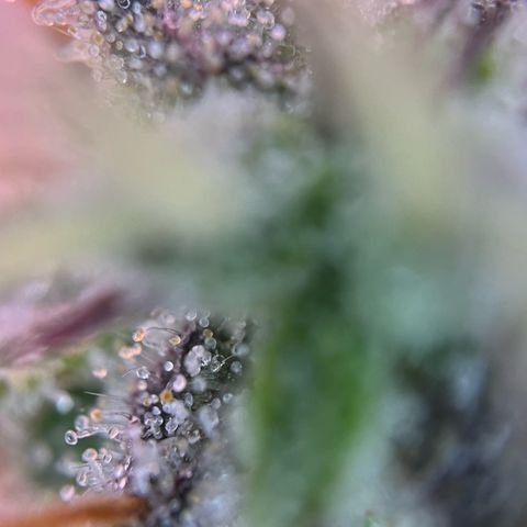 Forbidden Cherry Auto growlog timeline photo