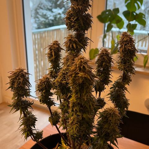 Forbidden Cherry Auto growlog timeline photo