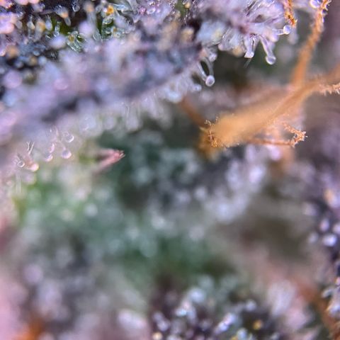 Forbidden Cherry Auto growlog timeline photo