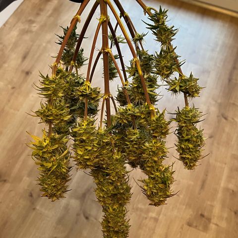 Forbidden Cherry Auto growlog timeline photo